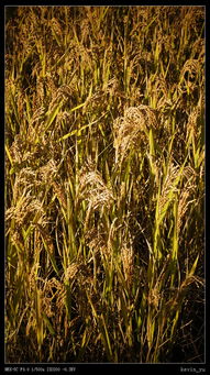 關(guān)于大米豐收的詩句