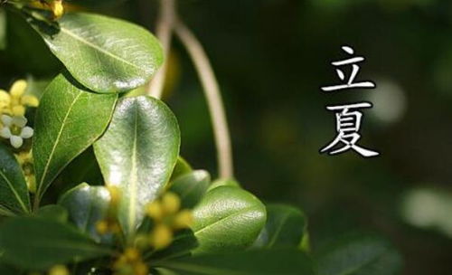 關于立夏下雨詩句