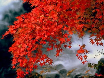 春天楓葉的詩(shī)句古詩(shī)詞