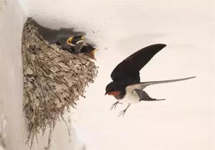 贊美燕子的詩(shī)句古詩(shī)詞,描寫(xiě)冬天的詩(shī)句古詩(shī)詞,燕子桃花的詩(shī)句古詩(shī)詞