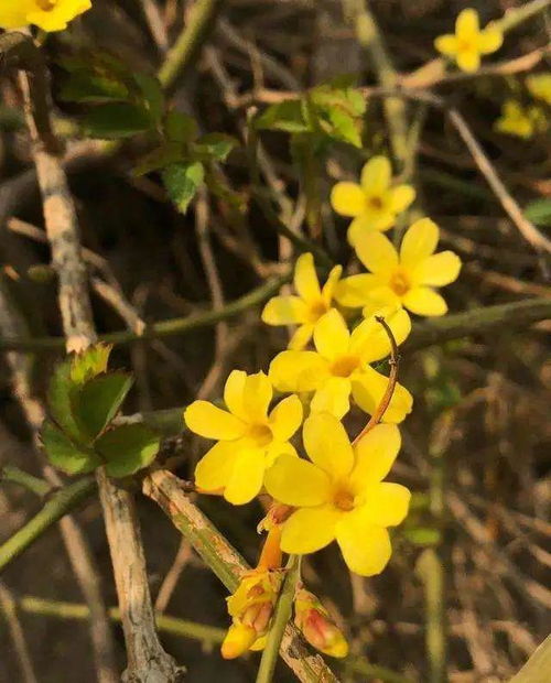 的人,種花,詩句,贊美