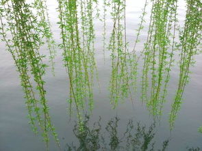 關(guān)于折楊柳的詩句