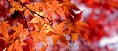 和楓葉有關(guān)的古詩句