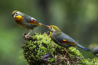 描寫鳥類的古詩句