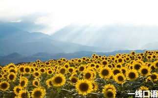 詩(shī)句,春天,翻譯