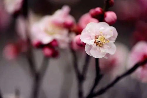 關(guān)于嘆雪的詩句