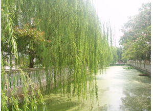 關于贊美狐貍的詩句