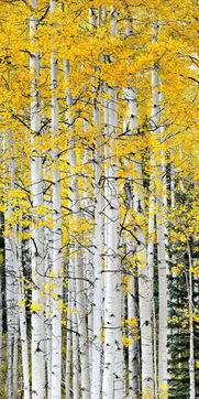 形容師恩難報(bào)的詩句,報(bào)師恩的詩句,學(xué)生報(bào)師恩的詩句