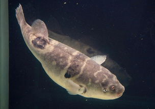 關(guān)于河豚的詩(shī)句