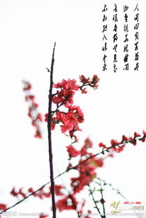 關(guān)于桃花的詩句啊