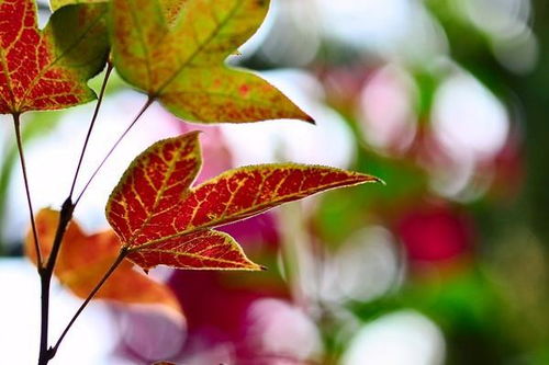 關(guān)于楓葉的詩(shī)句我要喝的