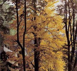 關于秋天的詩句有什么什么