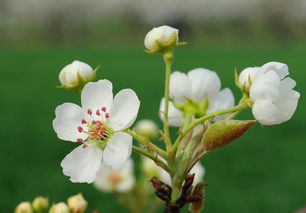 關于現(xiàn)代梨花的詩句