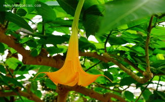 黃花,曼陀羅,詩句