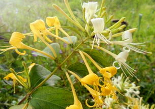 關(guān)于金銀花的詩(shī)句治好喉嚨痛