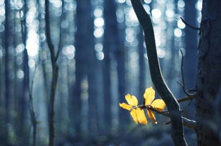 關于大自然溫暖的詩句