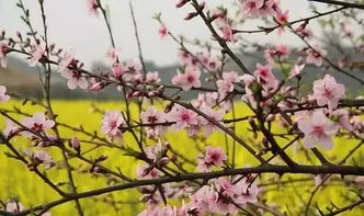 詩句,花落,紛紛