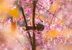 古詩帶春學(xué)的詩句