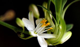 李白蘭花古詩句