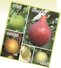 關于秋梨的詩句有哪些