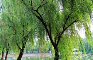 古詩中含柳的詩句6