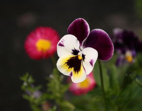 關于玫瑰和蝴蝶的詩句