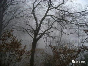 關于冬日寒風吹樹的詩句