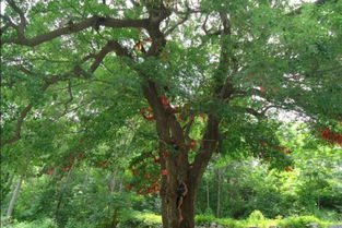 關(guān)于梧桐和鳳凰詩(shī)句