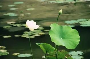 關(guān)于荷花的詩句_名句