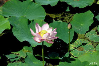 關于七月荷花的詩句