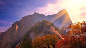 華山松樹詩句古詩