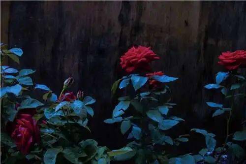 普希金的關(guān)于黃玫瑰的詩(shī)句