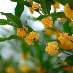 關(guān)于桂花的詩句常用