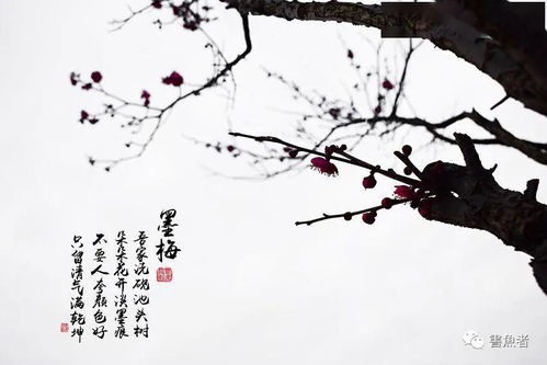 墨梅古詩(shī)詩(shī)句的意思