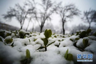 關(guān)于春天飄雪的詩(shī)句