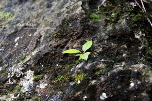 關(guān)于小草頑強(qiáng)生命的詩句有哪些,描寫小草頑強(qiáng)生命的詩句,表現(xiàn)小草頑強(qiáng)生命的詩句是什么