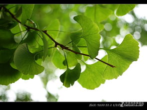 關(guān)于夏天勃勃生機(jī)的詩(shī)句