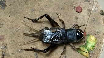 鳴蟲雅趣詩句,描寫蟈蟈詩句,贊美鳴蟲的詩句