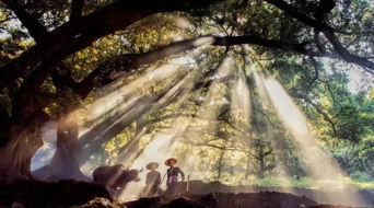 關(guān)于新茶詩(shī)詞詩(shī)句