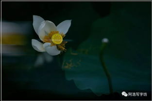 荷禪的古詩(shī)句