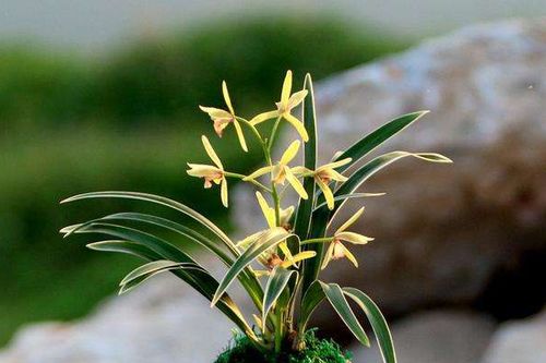 李白描寫關(guān)于蘭花的詩句