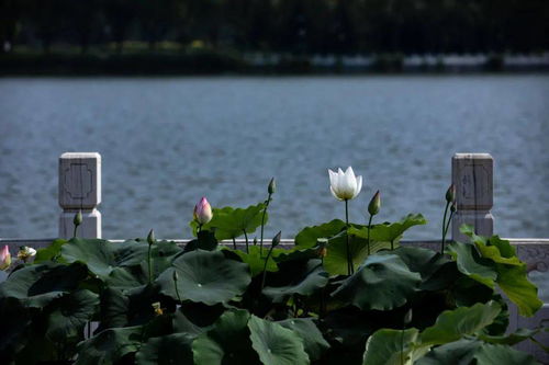 立秋節(jié)氣的古詩句