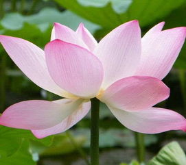 關于蓮花的好詩句