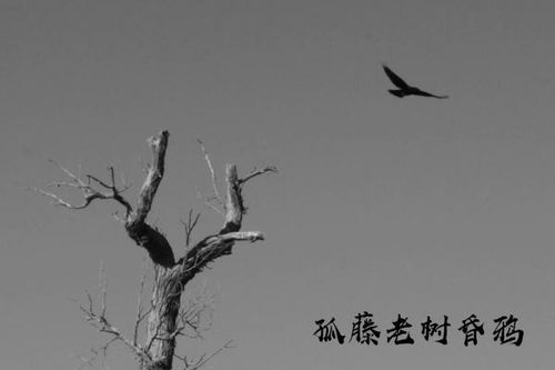 關于表示死的詩句