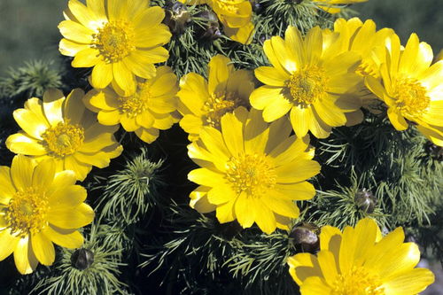 小學(xué)關(guān)于菊花的詩句古詩大全,小學(xué)描寫菊花的詩句古詩大全,菊花的詩句古詩大全