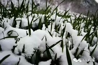 農(nóng)諺的詩句,小滿農(nóng)諺詩句,關(guān)于農(nóng)諺的詩句有哪些