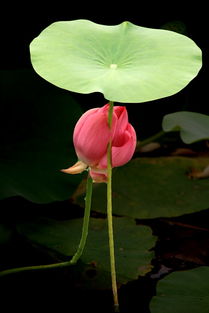 古詩,詩句,小學(xué),大全