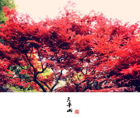 關(guān)于楓葉和花的詩句