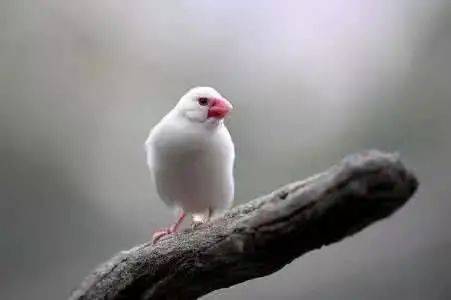 關(guān)于白鳥的詩句