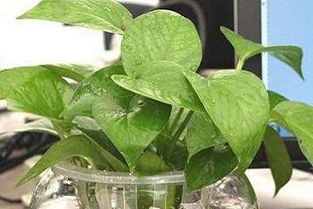 古詩,詩句,綠蘿